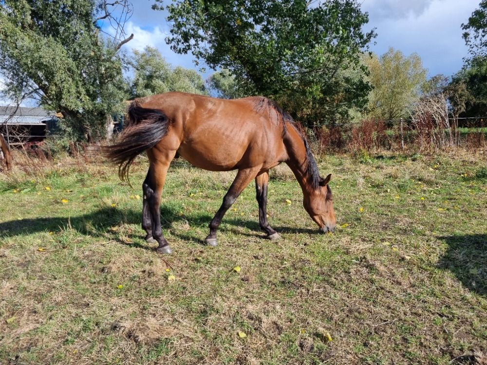 Zangersheide springpaard Ruin 3 years old Bruin for sale - Photo 4