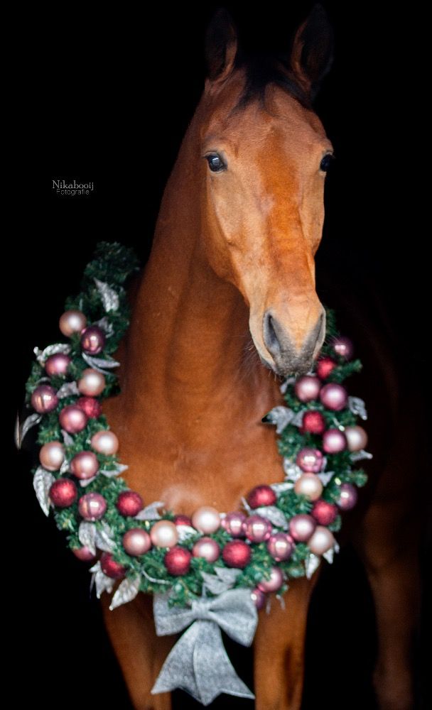 KWPN dressuurpaard Ruin 5 jaar Bruin te koop - Foto 4