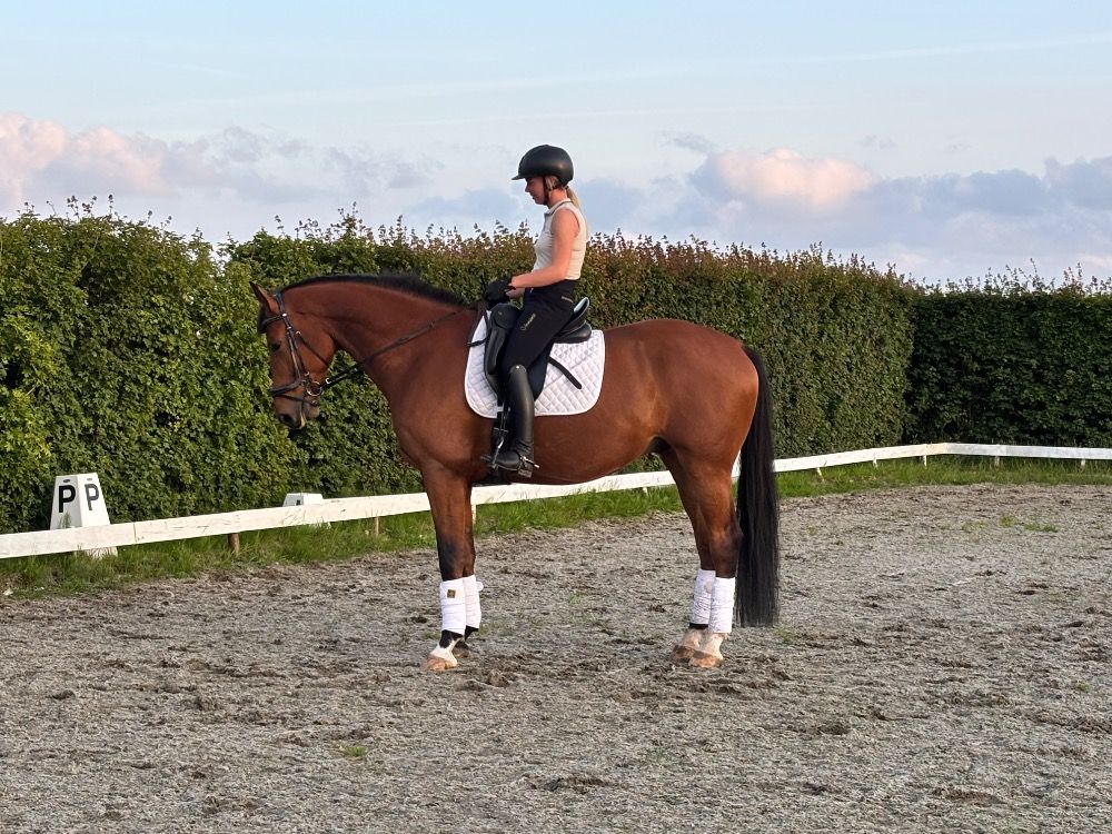 KWPN dressuurpaard Ruin 5 jaar Bruin te koop - Foto 2