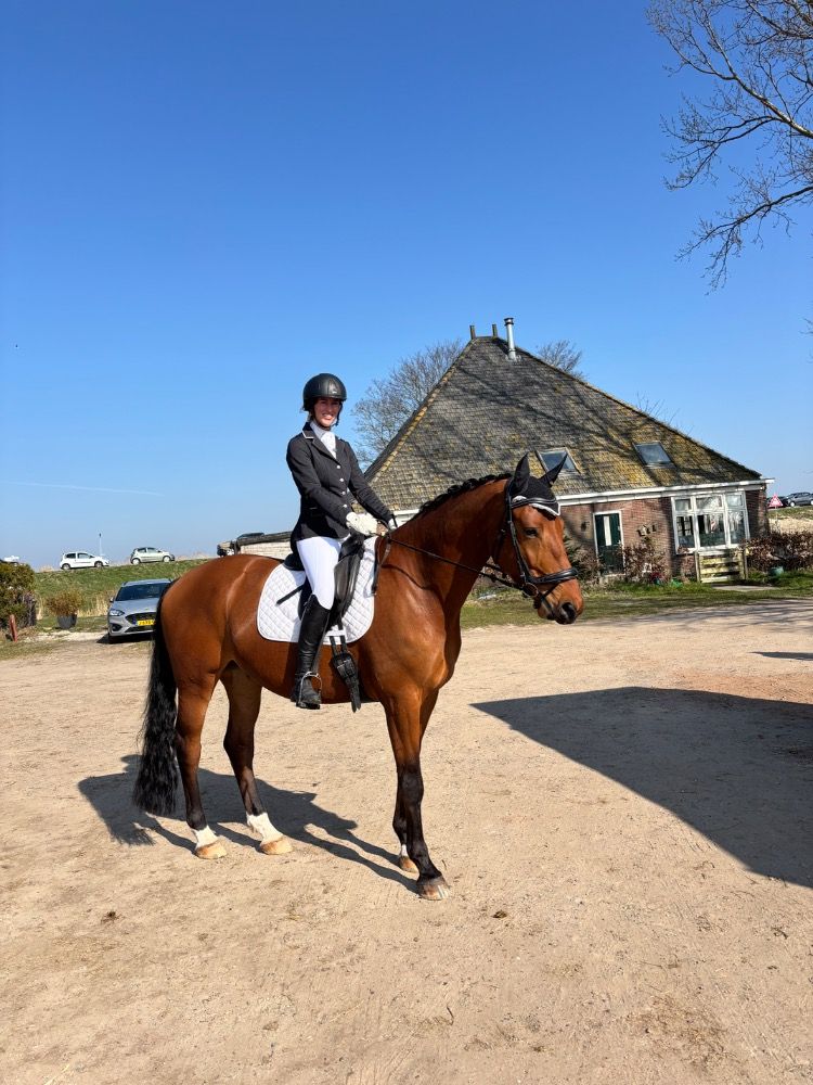 KWPN dressuurpaard Ruin 5 jaar Bruin te koop - Hoofdfoto