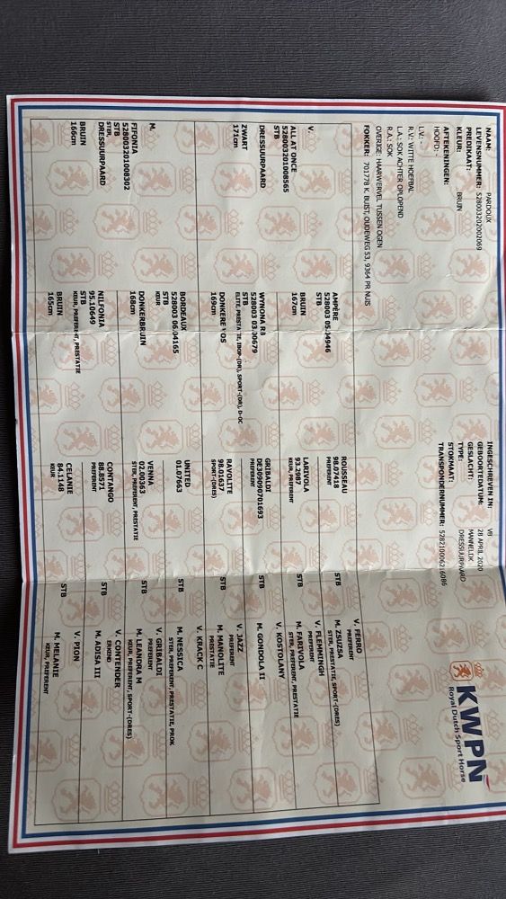 KWPN dressuurpaard Ruin 5 jaar Bruin te koop - Foto 3