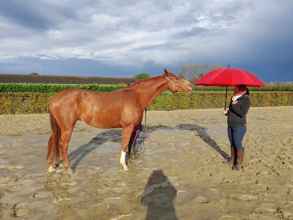 KWPN dressuurpaard Merrie 5 jaar Vos te koop - Foto 2