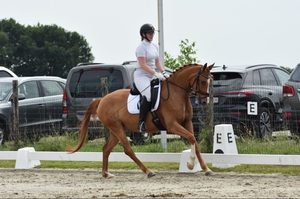 KWPN dressuurpaard Merrie 5 jaar Vos te koop - Hoofdfoto