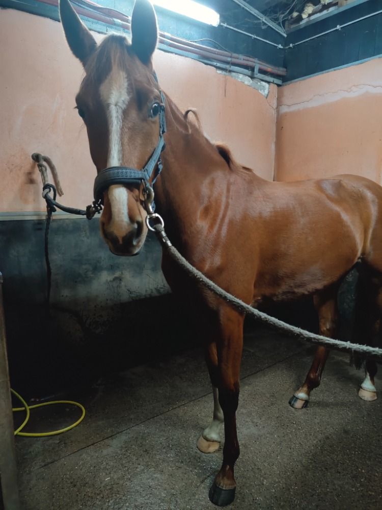 KWPN dressuurpaard Merrie 5 jaar Vos te koop - Foto 3