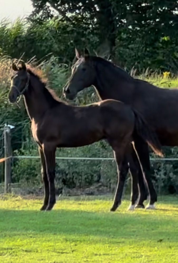 KWPN dressuurpaard Hengst Donkerbruin te koop - Foto 3