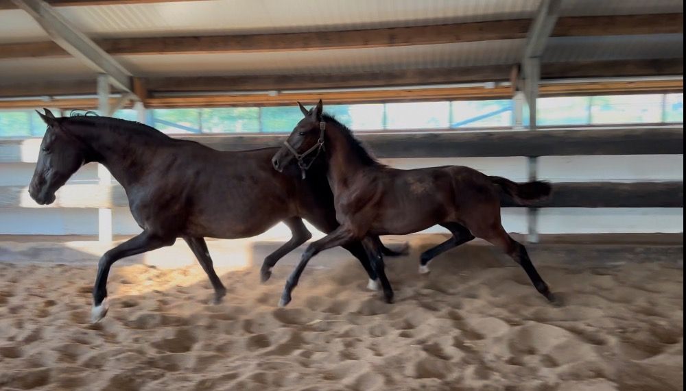 KWPN dressuurpaard Hengst Donkerbruin te koop - Hoofdfoto