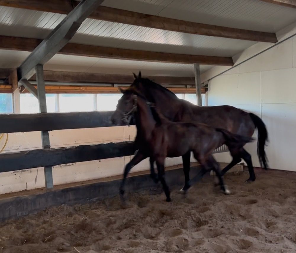 KWPN dressuurpaard Hengst Donkerbruin te koop - Foto 5