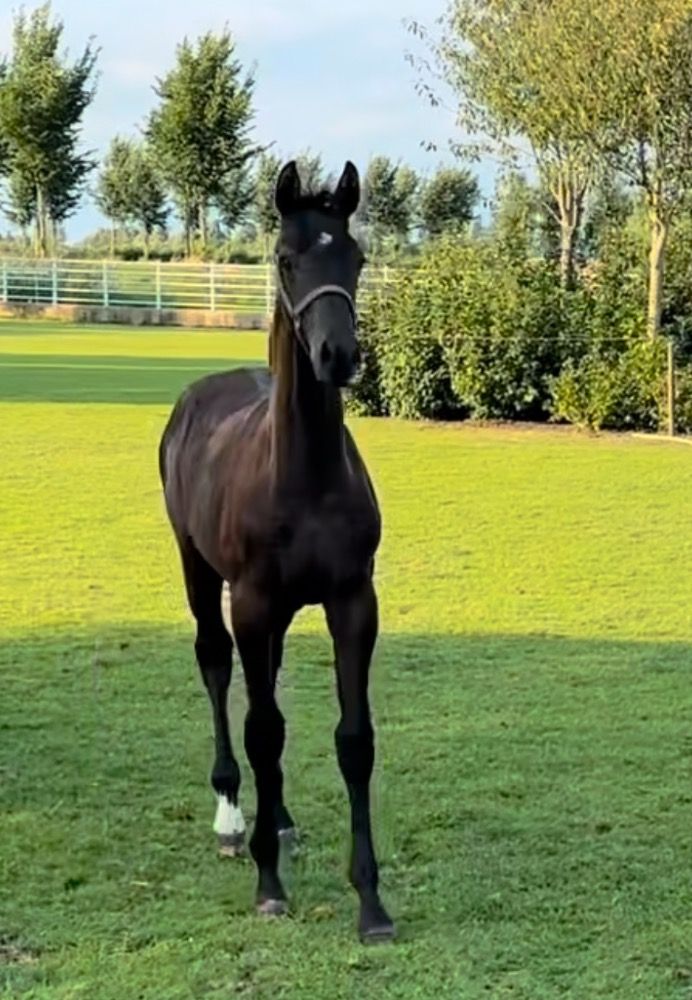 KWPN dressuurpaard Hengst Donkerbruin te koop - Foto 2