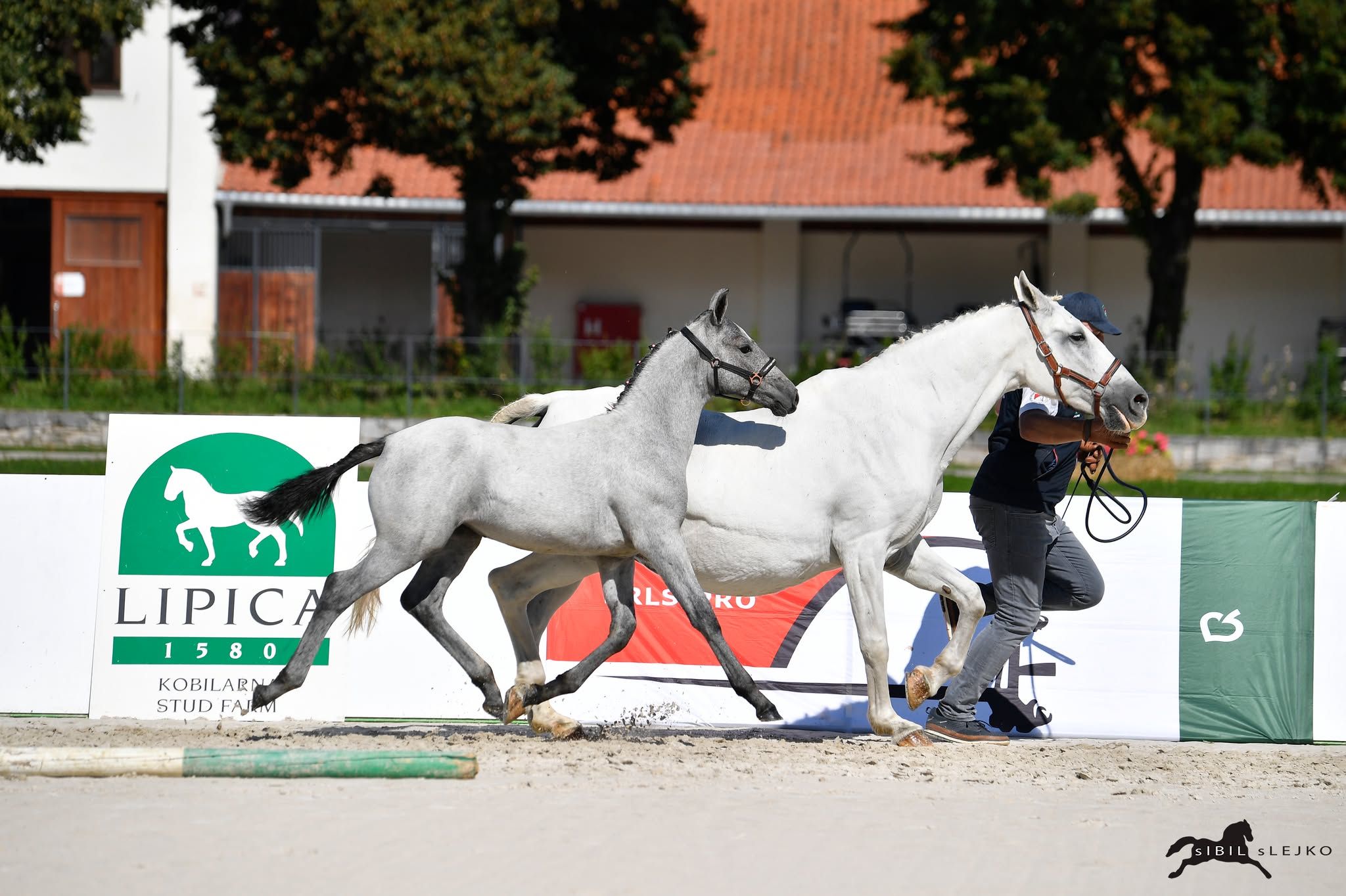 Monteaura — リピッツァナー（Lipizzan）牝駒、2025年生まれ