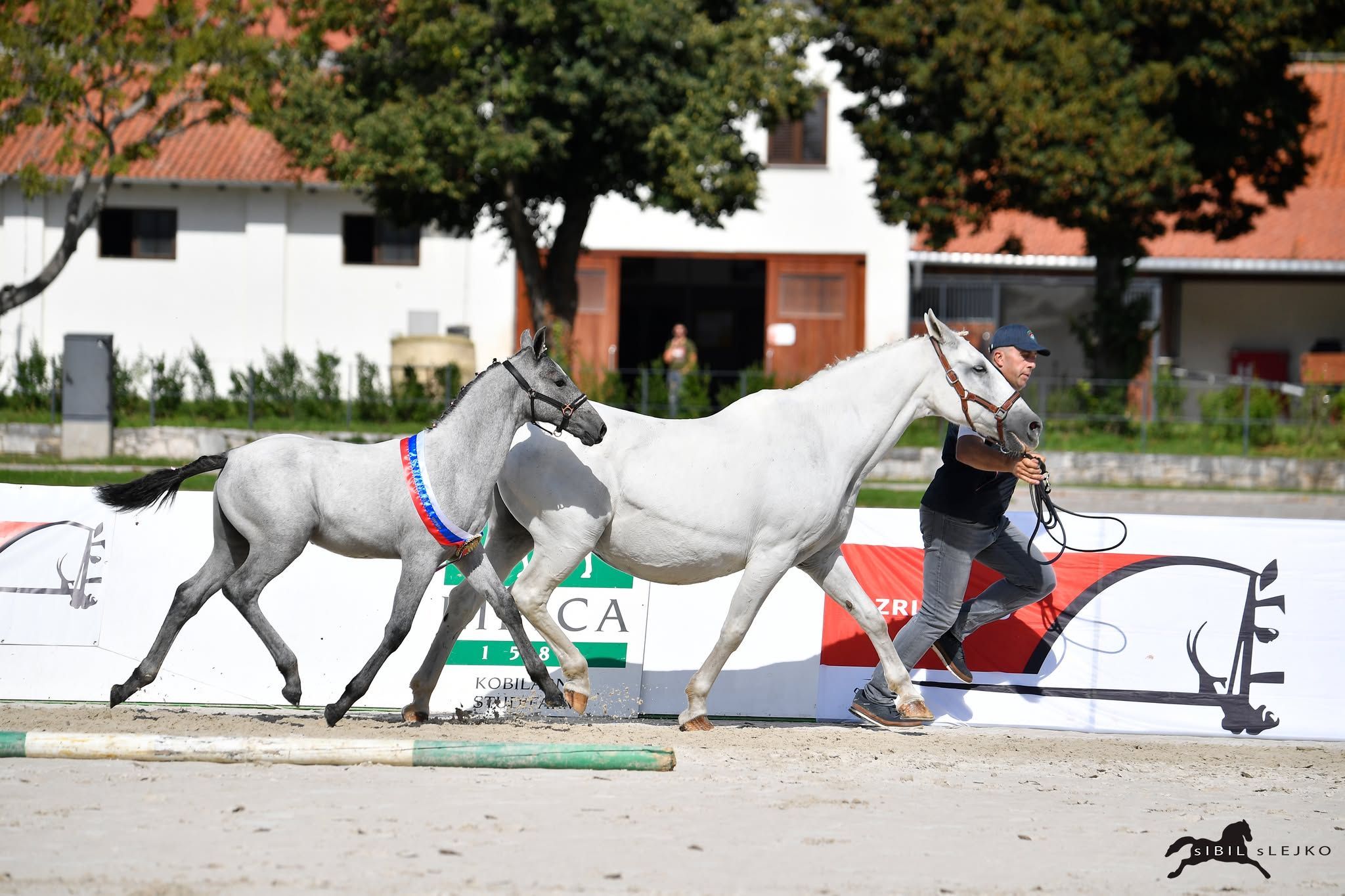 autre cheval pouliche 1 years old for sale - Photo 2