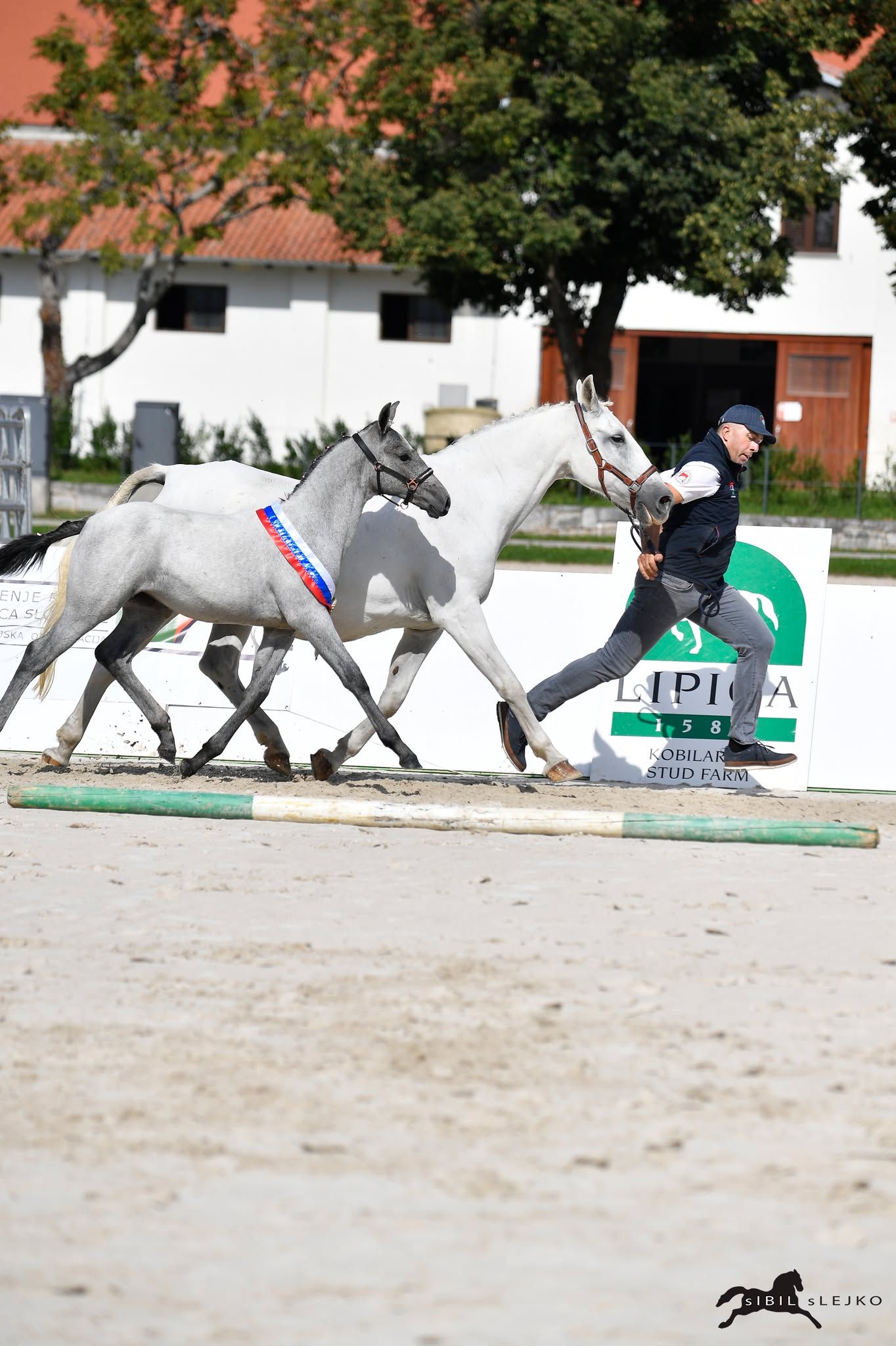 autre cheval pouliche 1 years old for sale - Photo 3