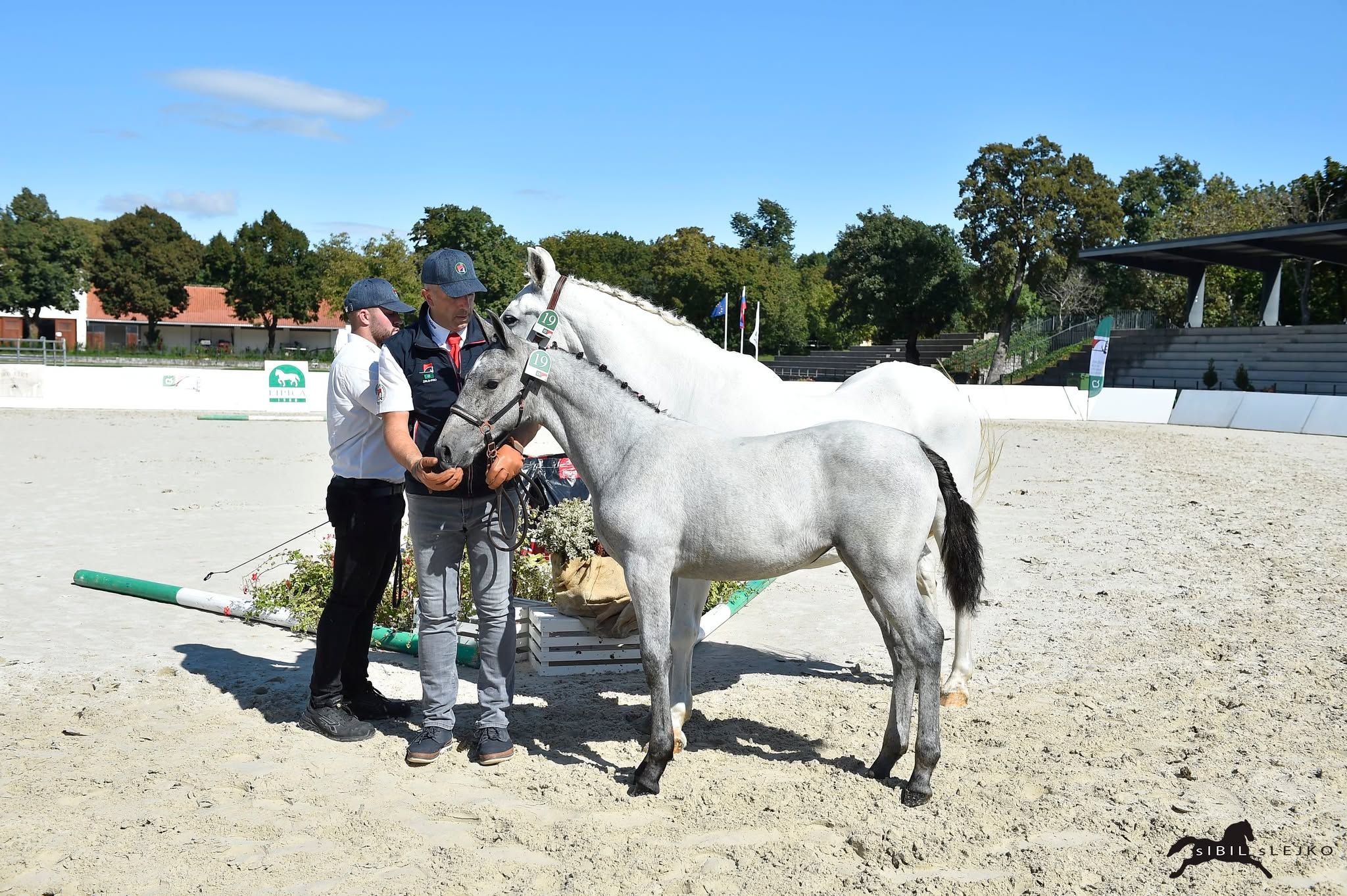 autre cheval pouliche 1 years old for sale - Photo 4