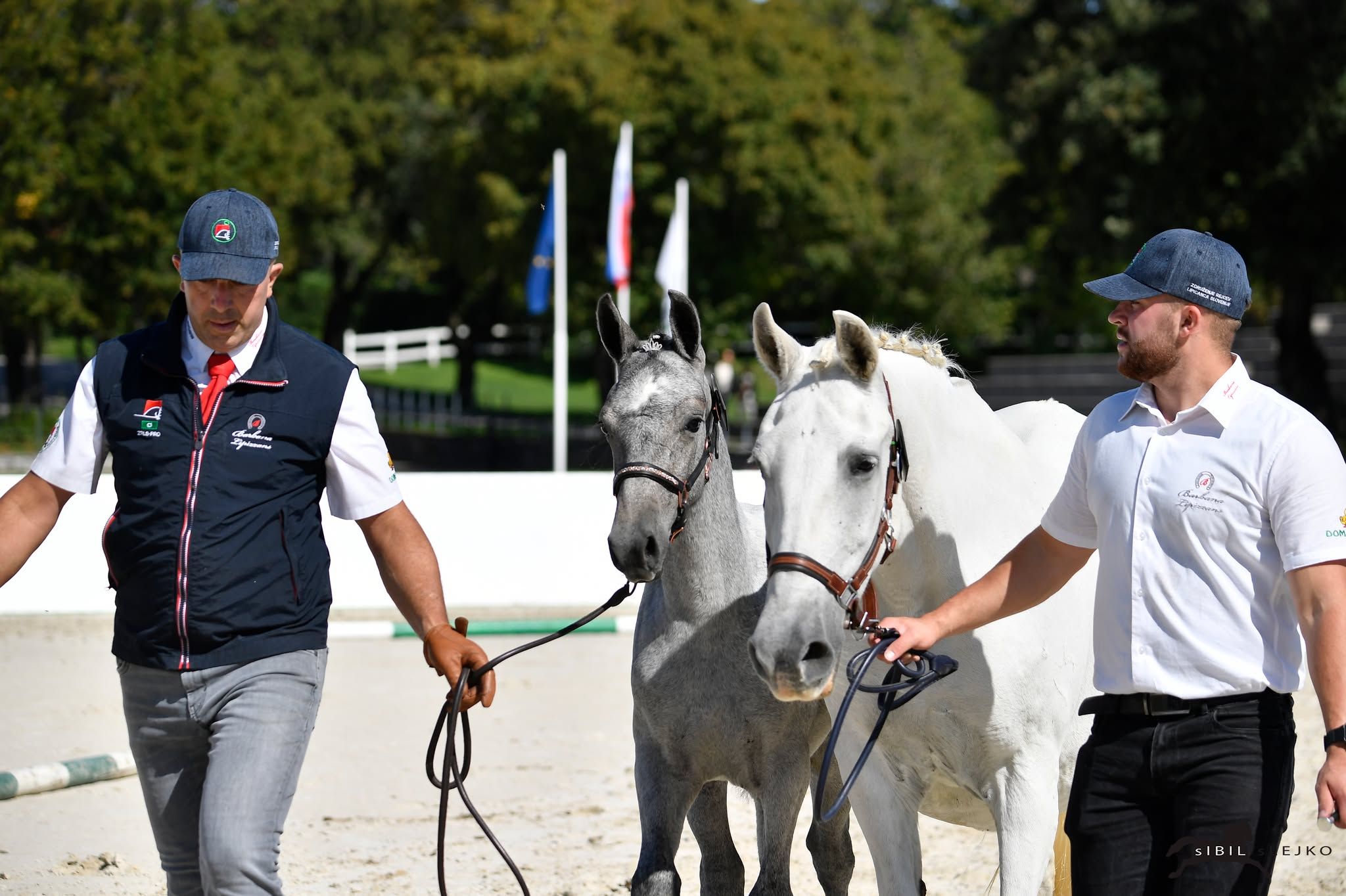 autre cheval pouliche 1 years old for sale - Photo 5