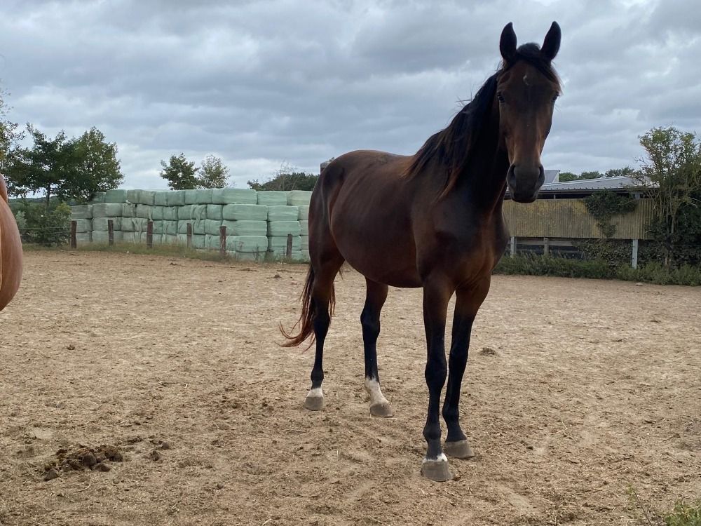 BWP springpaard en venta - Foto 3