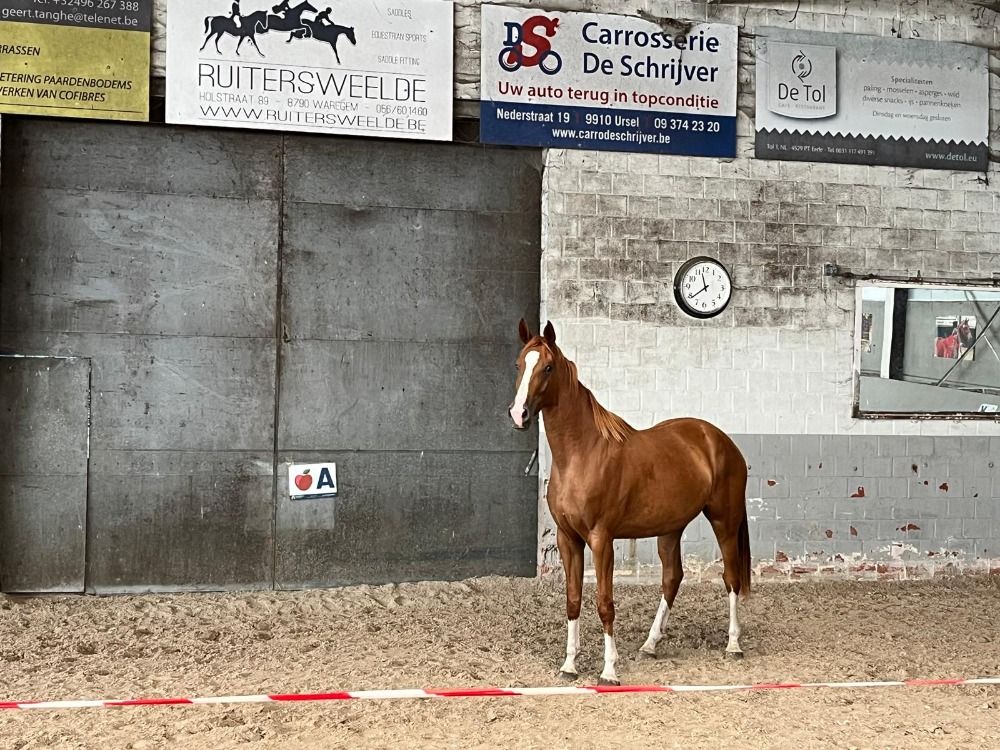 BWP springpaard en venta - Foto 2