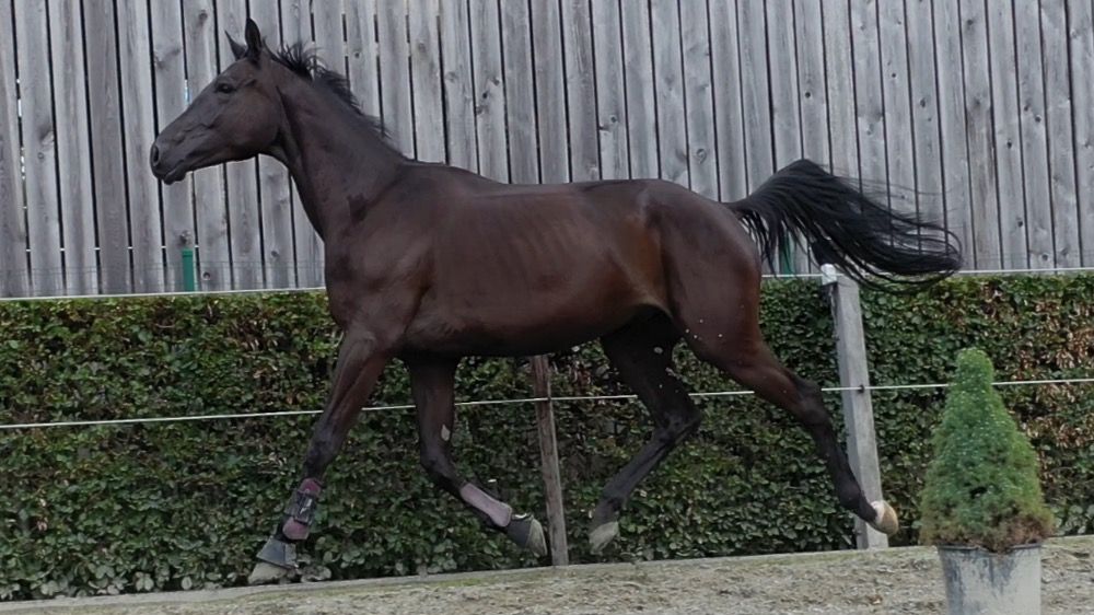 BWP springpaard Ruin 5 years old Bruin for sale - Photo 2