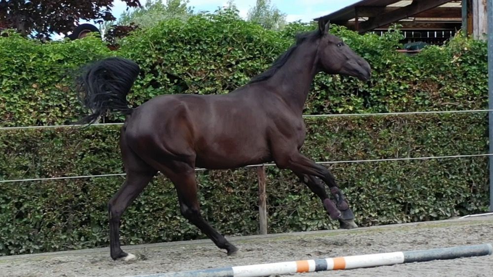 BWP springpaard Ruin 5 years old Bruin for sale - Photo 3