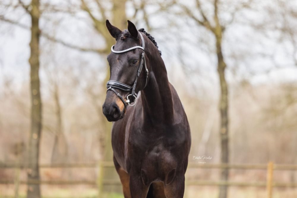 KWPN dressuurpaard ruin 5 years old Donkerbruin for sale - Photo 4