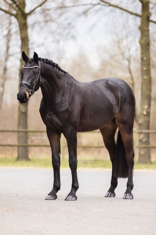 Dressage Gelding