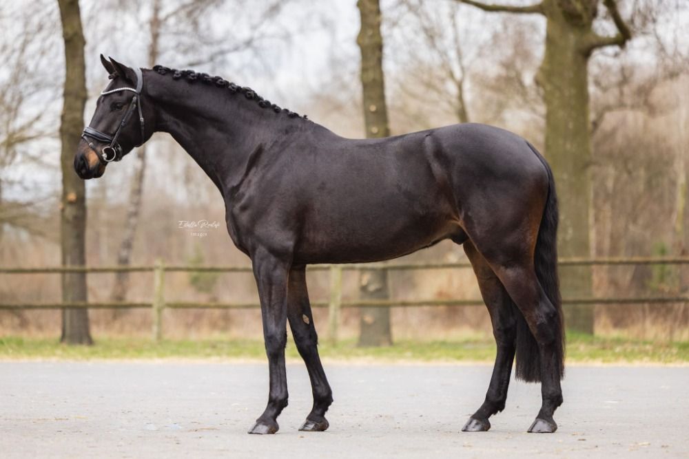 KWPN dressuurpaard ruin 5 years old Donkerbruin for sale - Photo 3