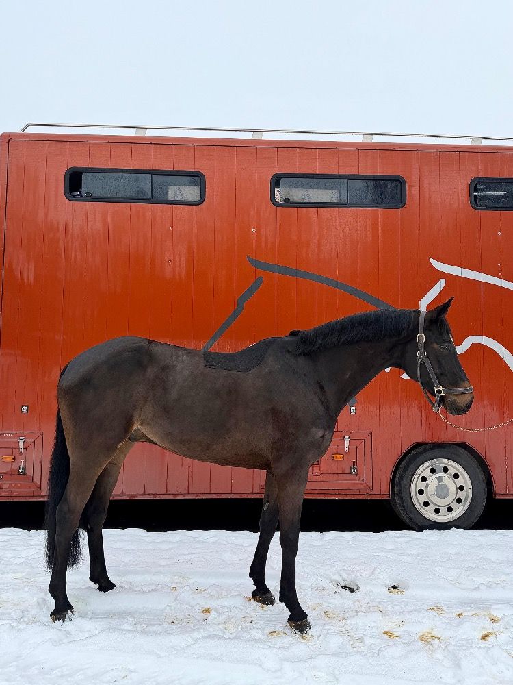 springpaard Ruin 8 years old Zwart for sale - Photo 3