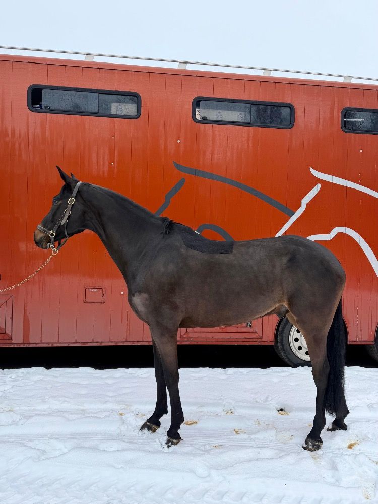 springpaard Ruin 8 years old Zwart for sale - Main photo