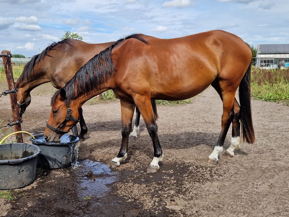 BWP springpaard Merrie 3 år Donkerbruin till salu - Foto 6