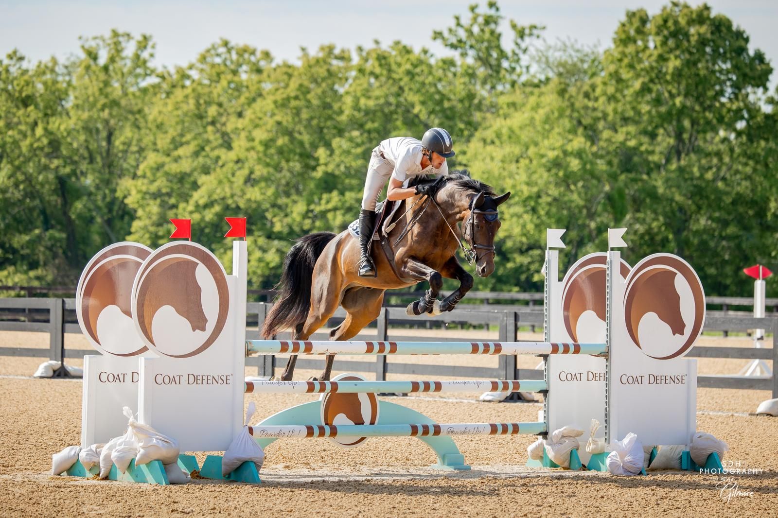 North American Studbook dressuurpaard gelding 8 years old Bay for sale - Photo 2