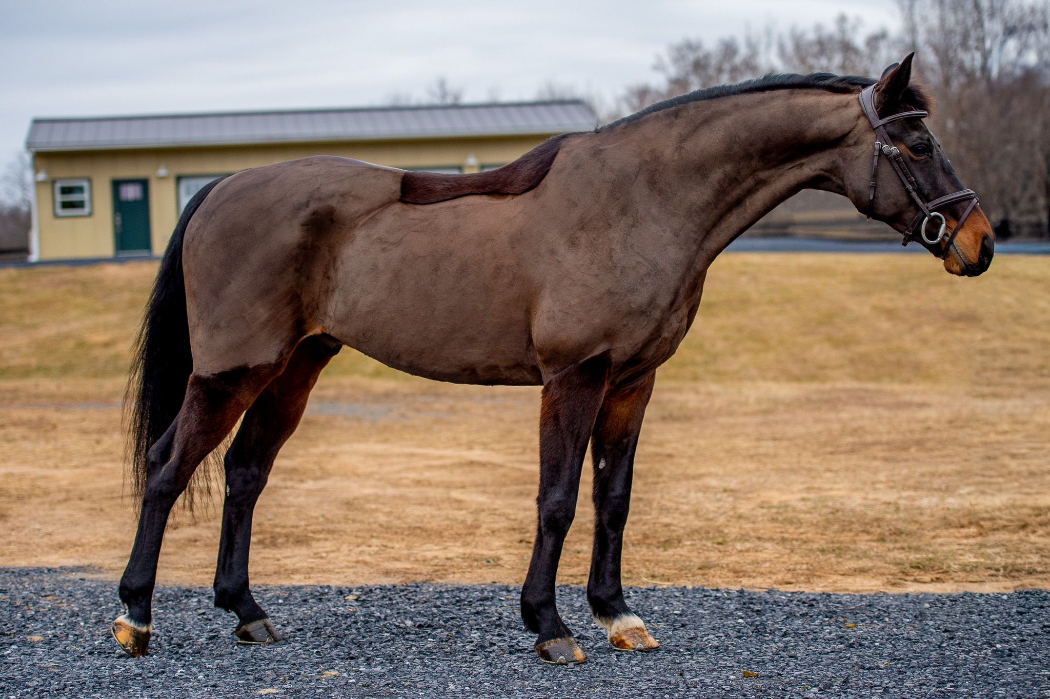 North American Studbook dressuurpaard gelding 8 years old Bay for sale - Photo 3
