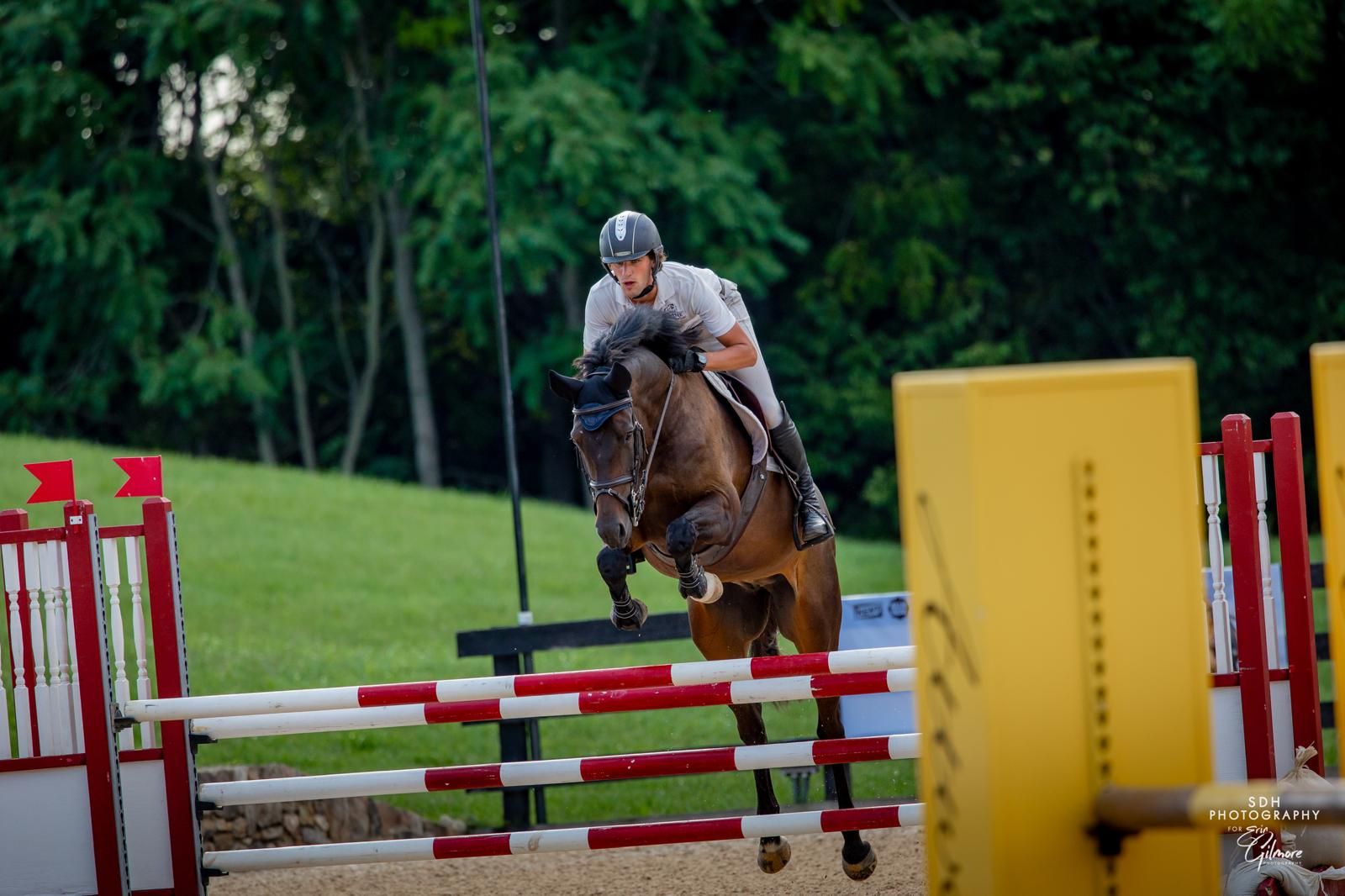 North American Studbook dressuurpaard gelding 8 years old Bay for sale - Photo 4
