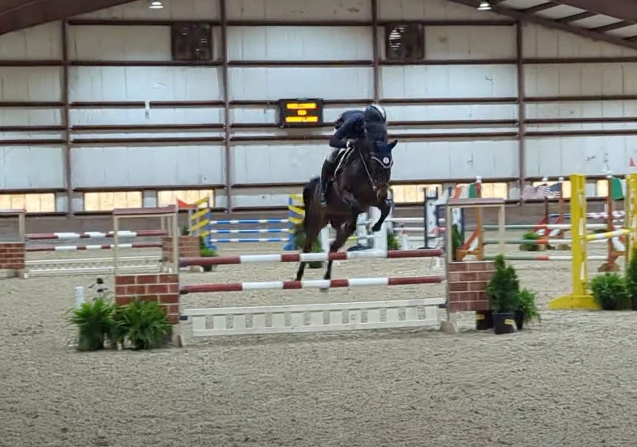 North American Studbook dressuurpaard gelding 8 years old Bay for sale - Photo 5