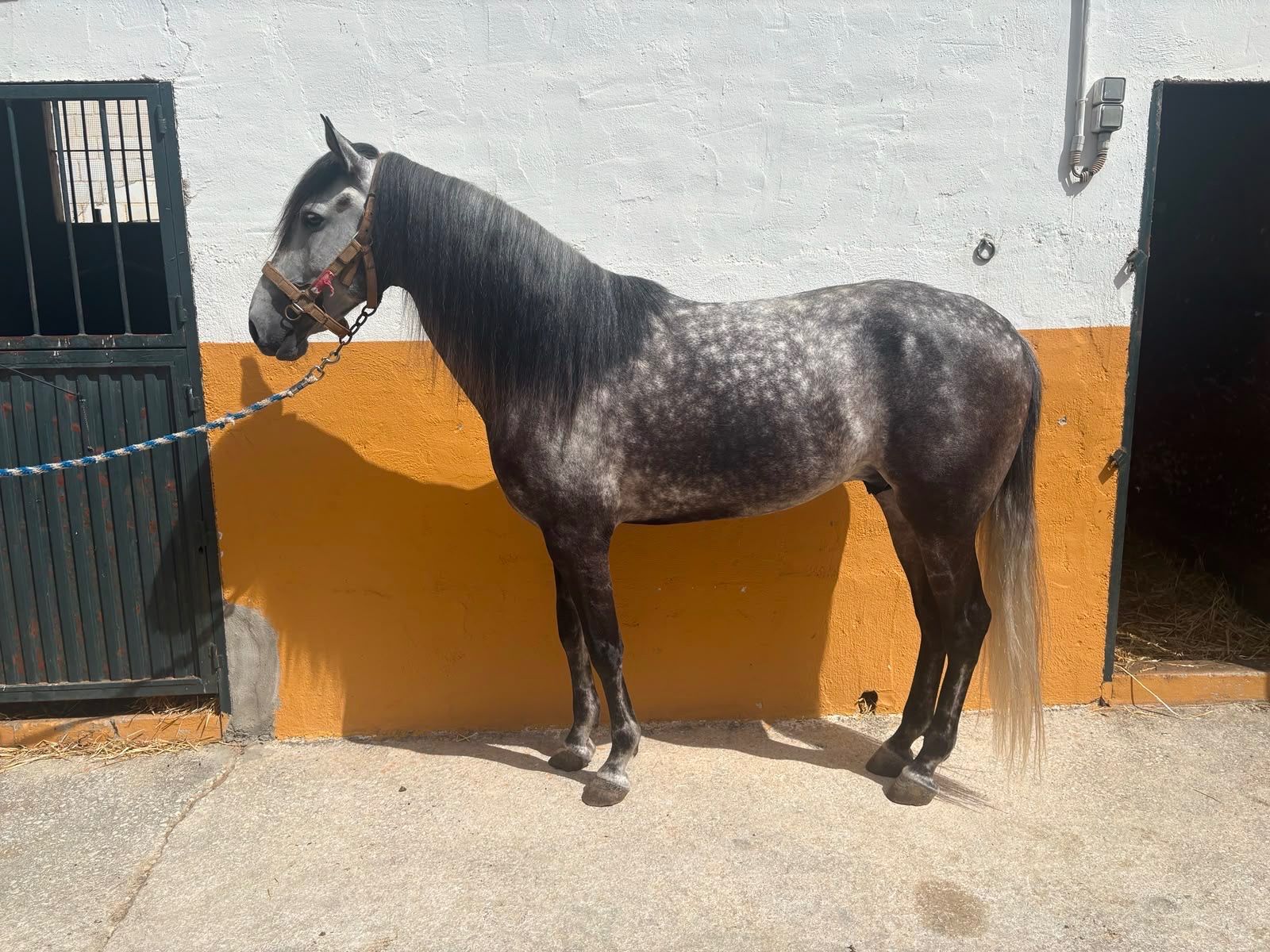 allrounder merrie 8 ans à vendre - Photo 4