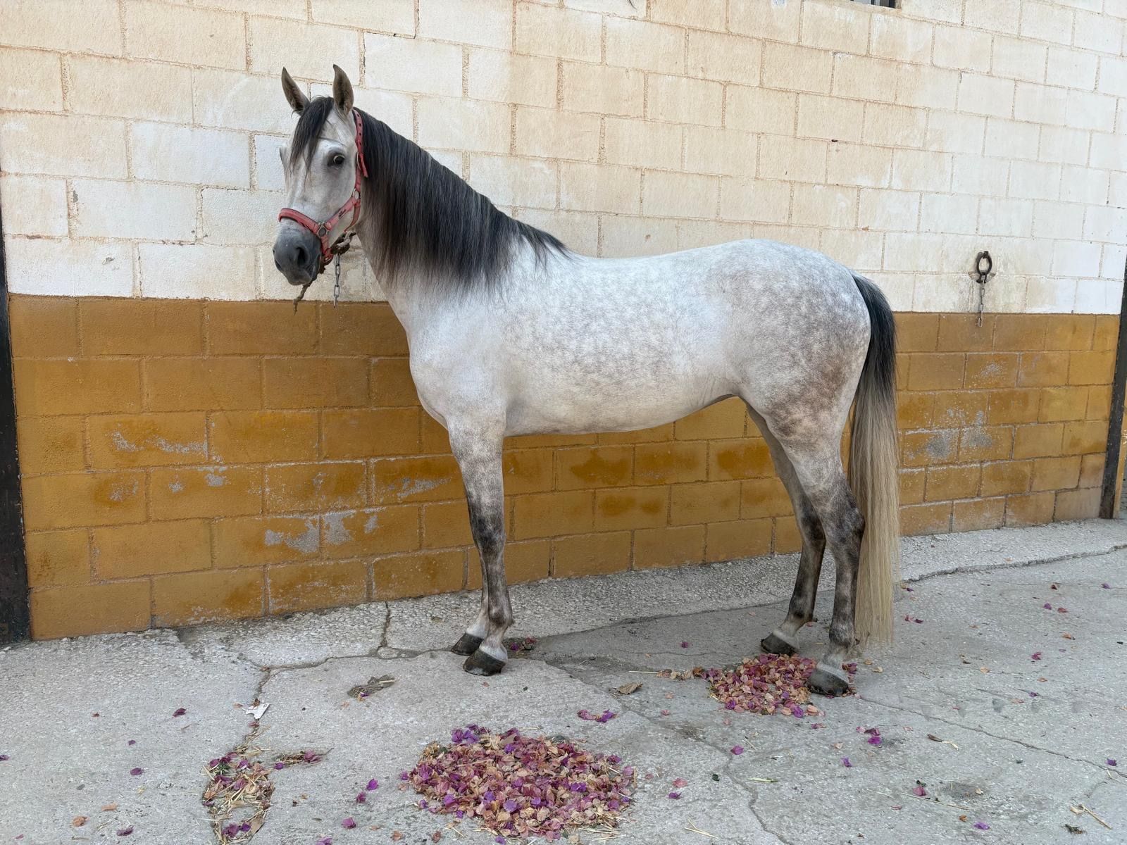 allrounder merrie 8 ans à vendre - Photo 3