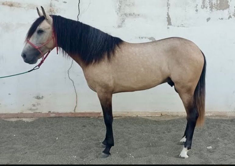 allrounder merrie 8 ans à vendre - Photo 2