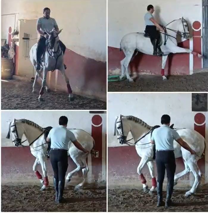 Polyvalent, jument, 8 ans