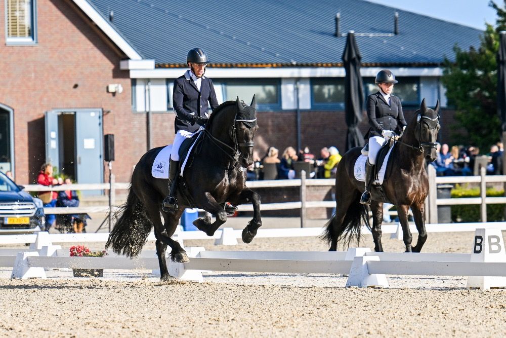 dressuurpaard Ruin 12 jaar Zwart te koop - Foto 2