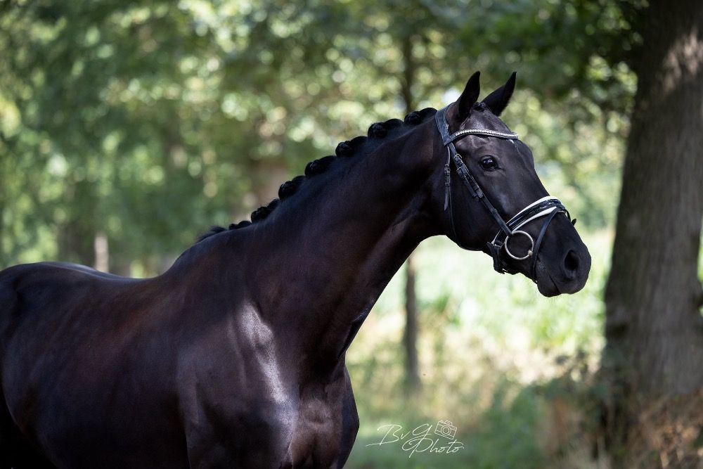 KWPN dressuurpaard Ruin 6 jaar Zwart te koop - Foto 3