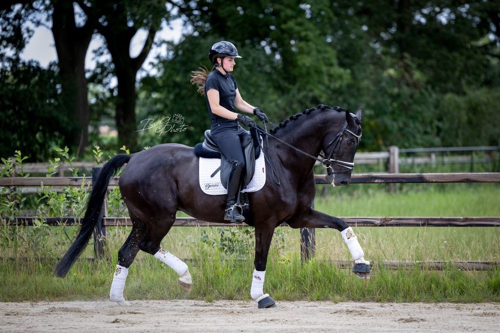 Knappe en talentvolle 6 jarige Jameson RS2 x Totilas
