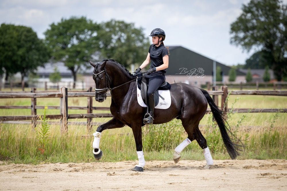 KWPN dressuurpaard Ruin 6 jaar Zwart te koop - Foto 4