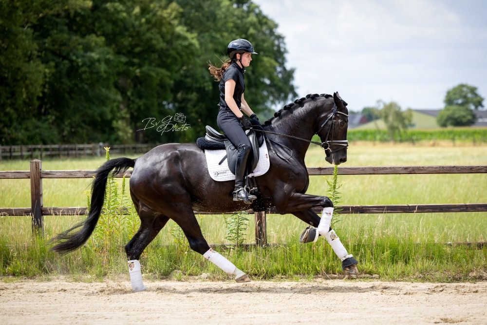 KWPN dressuurpaard Ruin 6 jaar Zwart te koop - Foto 2