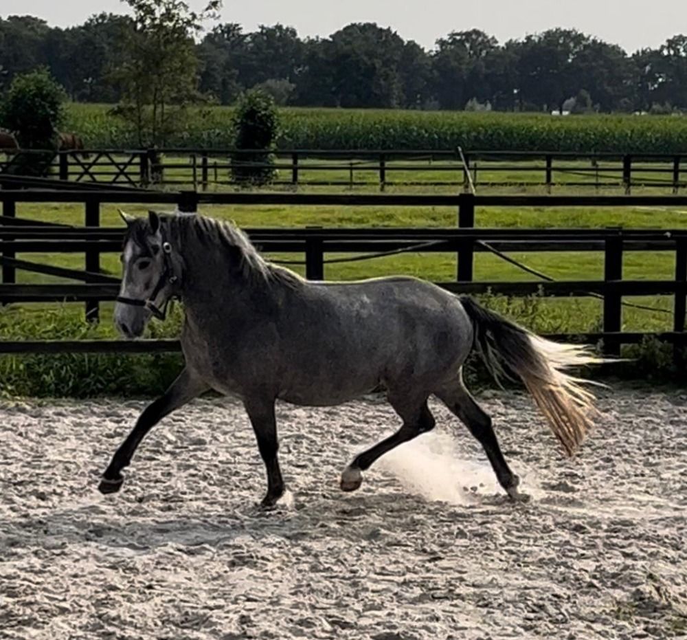 New Forest allround-pony Ruin 4 jaar Schimmel te koop - Foto 5