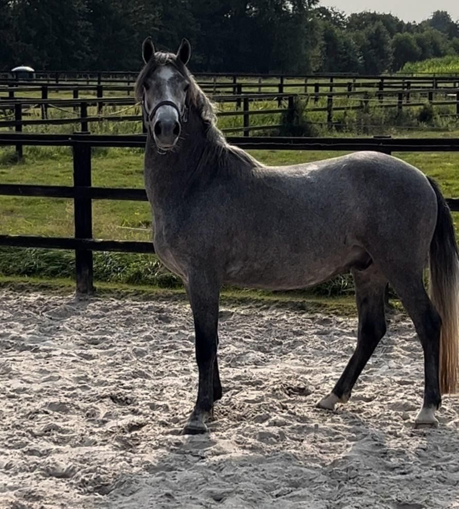 New Forest allround-pony Ruin 4 jaar Schimmel te koop - Foto 2
