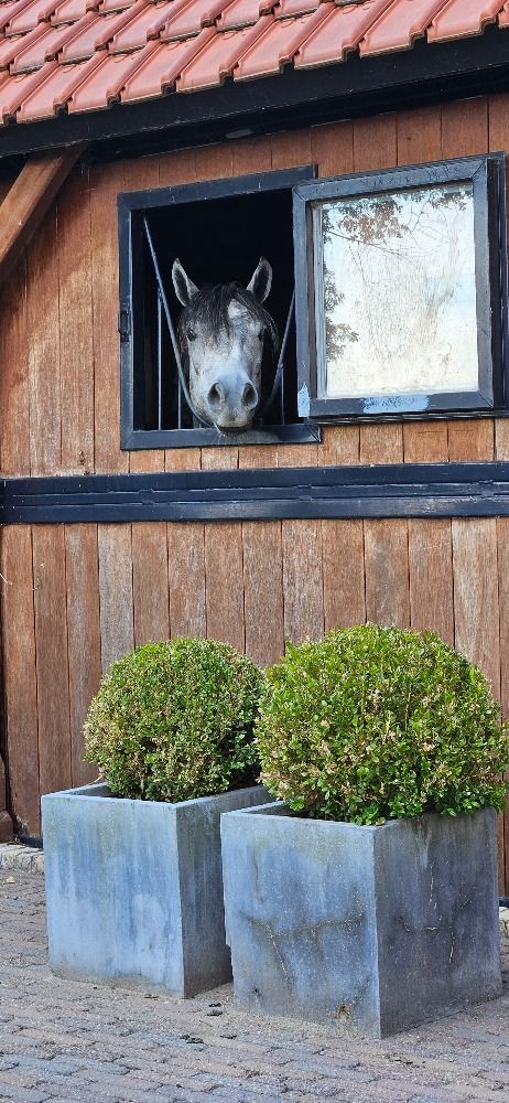 New Forest allround-pony Ruin 4 jaar Schimmel te koop - Foto 6