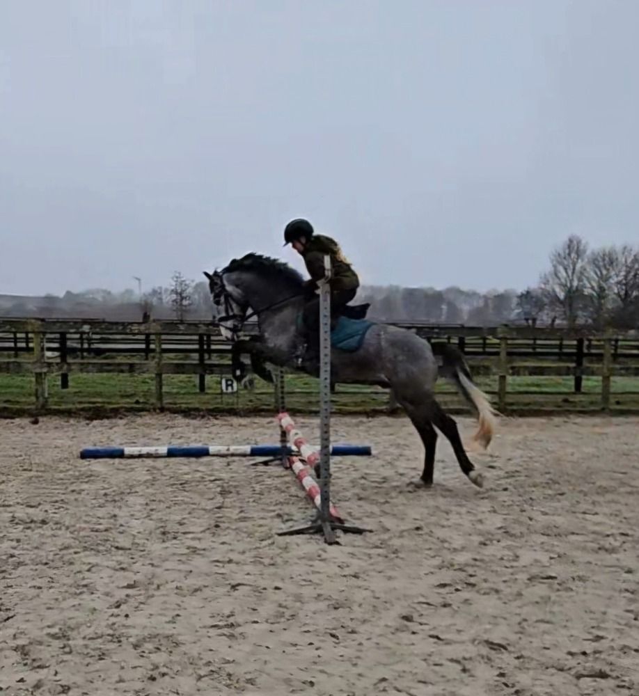New Forest allround-pony Ruin 4 jaar Schimmel te koop - Foto 3