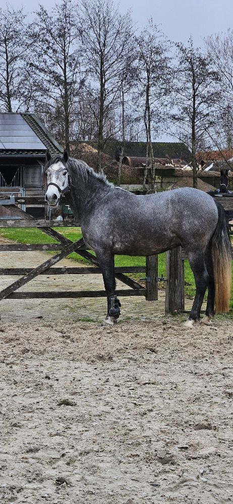 New Forest allround-pony Ruin 4 jaar Schimmel te koop - Foto 4