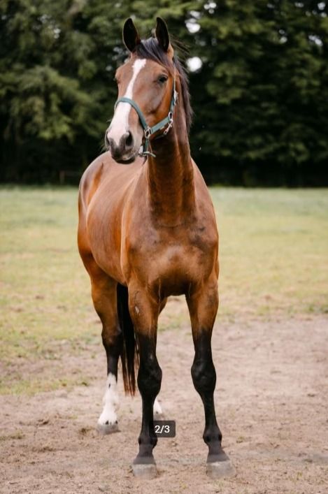 BWP dressuurpaard Ruin 4 jaar Bruin te koop - Foto 2