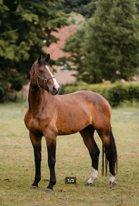 BWP dressuurpaard Ruin 4 jaar Bruin te koop - Hoofdfoto