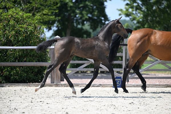 Zangersheide springpaard Hengst te koop - Foto 5
