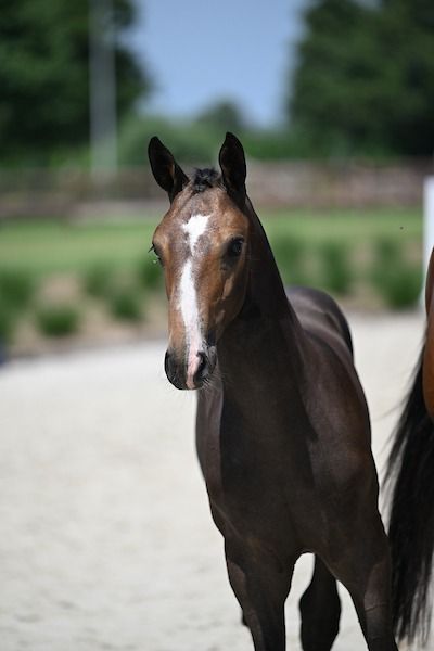 Zangersheide springpaard Hengst te koop - Hoofdfoto