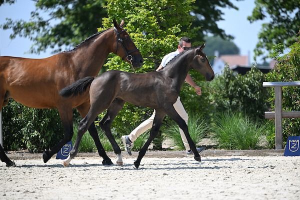 Zangersheide springpaard Hengst te koop - Foto 4